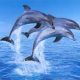 the dolphins by carol ann duffy summary